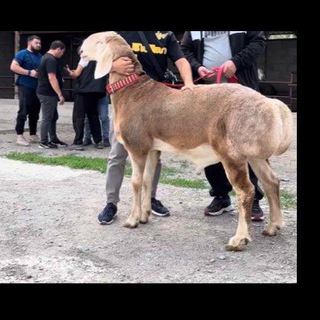 MAKRID MOL QOʻY BOZORI GRUPPASI