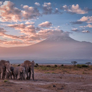 Travel to Kenya Telegram Group Link