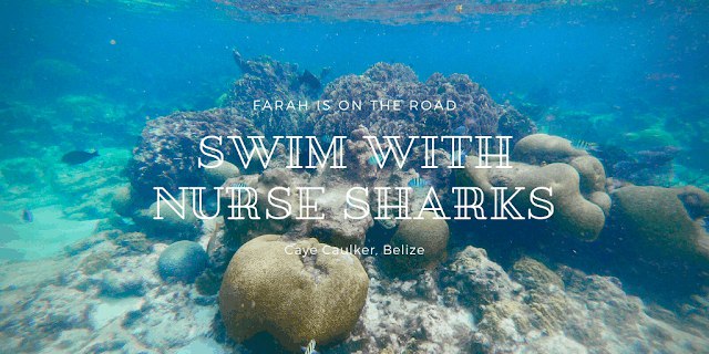 在加勒比海與鯊魚共游