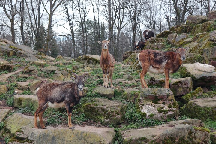 德國 Pforzheim- Wildpark森林裡的野生動物園