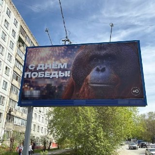 Зоопарк Новосибирска разместил на баннере ко Дню Победы орангутана по кличке Бату — жители возмущены и бомбят комментариями соцсети. Легендарного африканца однажды чуть не сделали талисманом города — мэрия думала, что сибиряки выберут снежного барса Саяна,