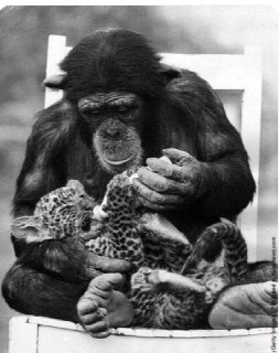 Chimpanzee feeding a leopard cub, England, 1971.Time Machine | Historical Photo