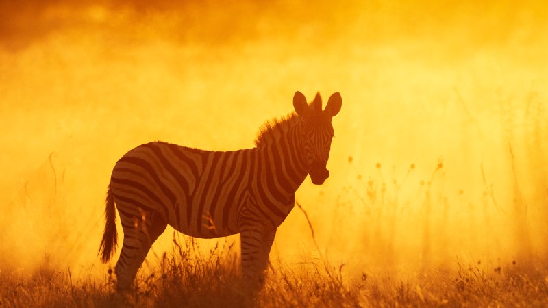 Reading between the linesPlains zebra foal in Etosha National Park, Namibia (© Sharon Heald/Nature Picture Library)
