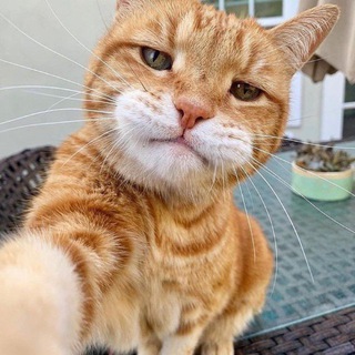 Telegram profile photo for Шерстяной переполох