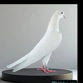 Покистон ва Эрон Кабутарлари Telegram Group Link