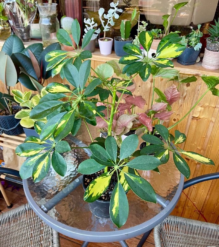 Домашнее растение, довольно-таки не маленькое. Шефлера вариегатная. 30 лар. В хорошем грунте и здоро — фото 1