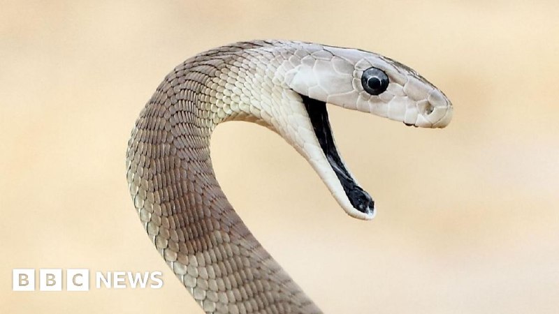 'Unparalleled' snake antivenom made from man bitten 200 times