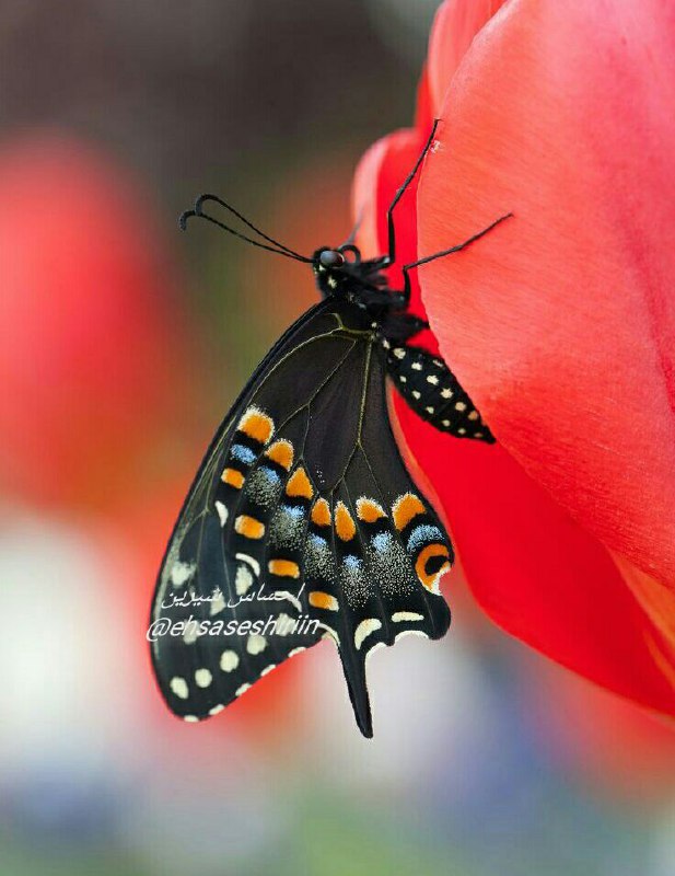 💝 احساس شیرین💝: چہ زیبا گفت ڪورش...هیچ عشقے وجود ندارد حتے براے مرغ عشقاو نیز اگر در قفس نبود بہ عشقش خیانت میڪرددر دنیایے ڪہ روح خودممر