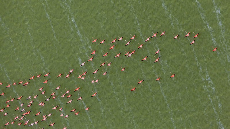 Flamboyance in flightCaribbean flamingos, Yucatán Peninsula, Mexico (© Claudio Contreras/NPL/Minden Pictures)