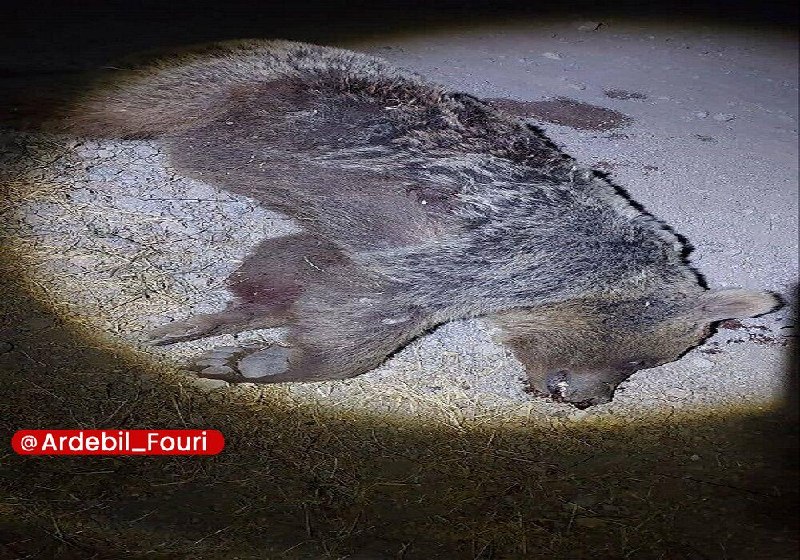 اردبیل فوری: کشته شدن یک قلاده خرس قهوهای در مشگینشهر🔹رئیس اداره نظارت بر امور حیات وحش اداره کل حفاظت محیط زیست استان اردبیل از کش