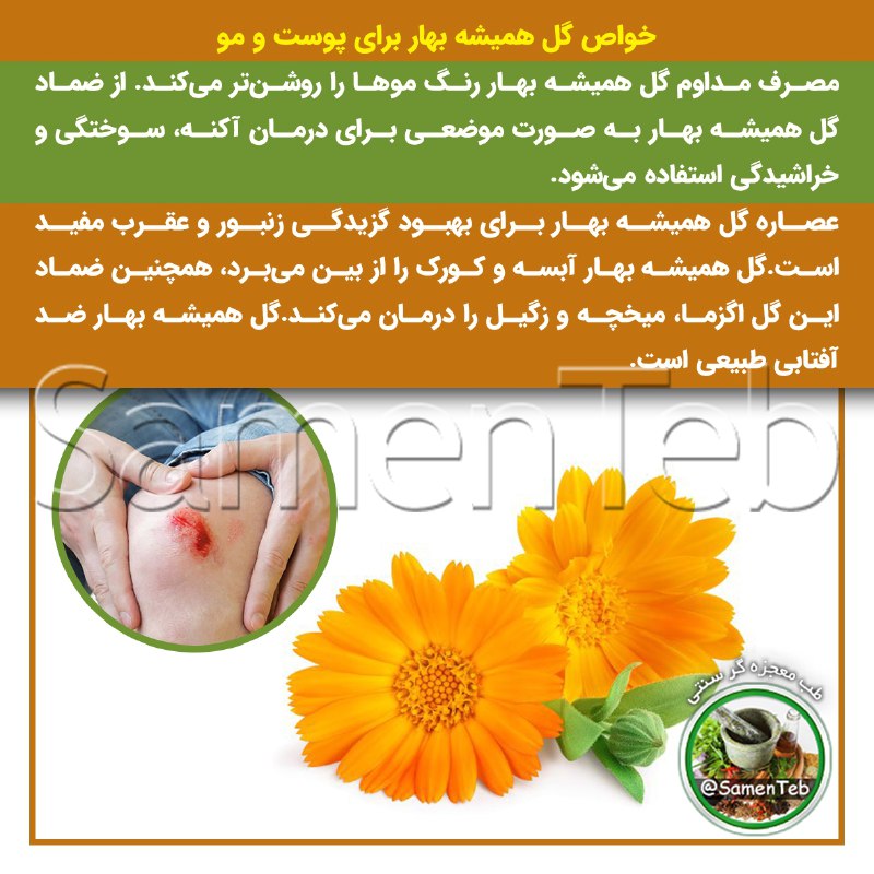 کشکول اپرناک: 🌼خواص گل همیشه بهار برای پوست و مو🔸مصرف مداوم گل همیشه بهار رنگ موها را روشنتر میکند.🔸از ضماد گل همیشه بهار به صورت م
