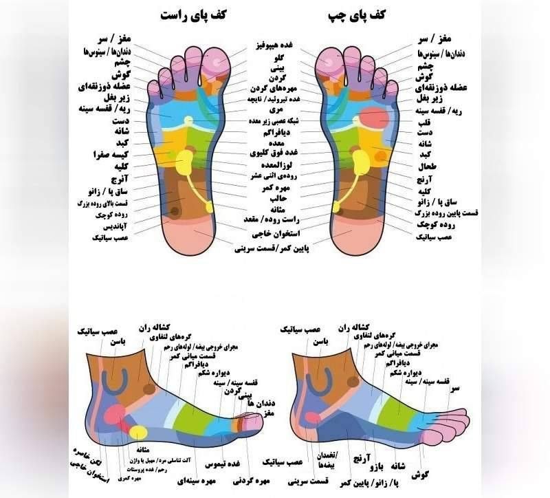 بهداشت جهانی: با ماساژ دادن ۵ الی ۱۰ دقیقه هر قسمت از کف پا که در تصویر فوق مشاهده میکنید،رگ عصبی مربوط به یکی از ارگانهای بدن تحریک خ