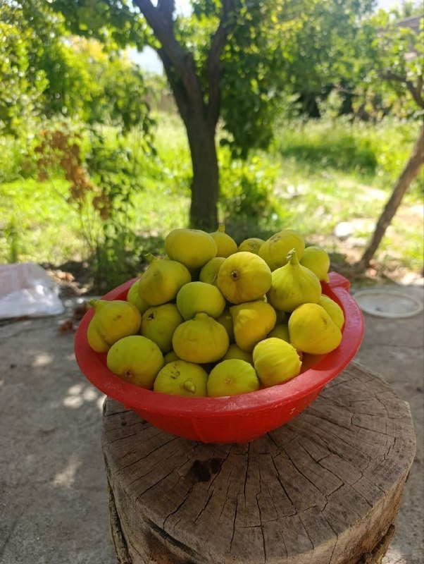 دنیـاے تـرانـه: ئەمڕۆ:چوار شەمەکوردی: ۲٨ی گهلاوێژی(٥) ٢٧٢۶هەتاوی: ۲٨ی مۆردادی(٥) ۱۴۰۵زایینی: ۱٩ی ئۆتی(۸) ٢٠٢٦مانگی: ٦ی ڕەبیعولئەوەلی(۳)