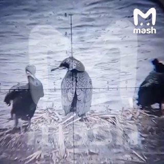 "Не будь бакланом — убей баклана"С таким слоганом жители Сибири начали массовый отстрел птиц, которые съедают рыбу из водоёмов. В прошлом году регион остался без хариуса и омуля, в этом — зафиксирован минимальный уровень улова за всё время наблюдений. Жите