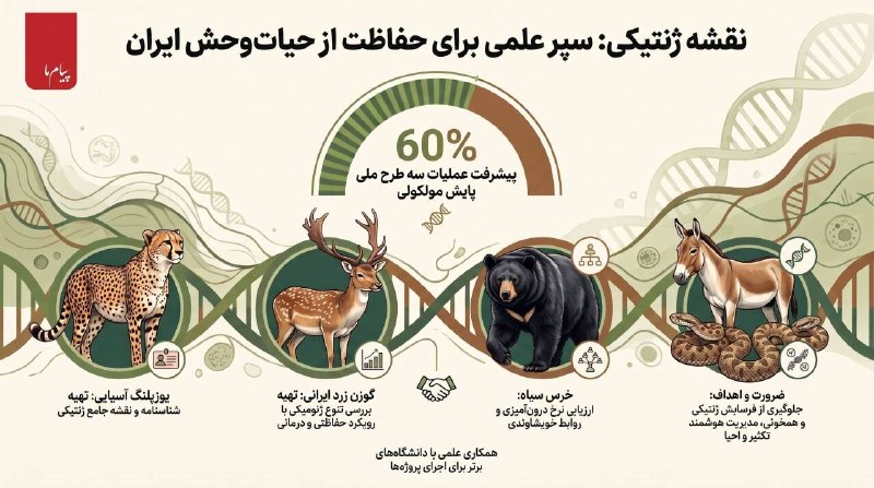 پیام‌ ما آنلاین: 🔷گامی نوین برای نجات یوزپلنگ و خرس سیاه ایران🔶نقشه ژنتیکی حیات‌وحش ایران🔷سازمان حفاظت محیط زیست از پیشرفت ۶۰ درصدی طرح‌ه