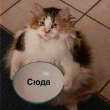 Анонимные зиноделы