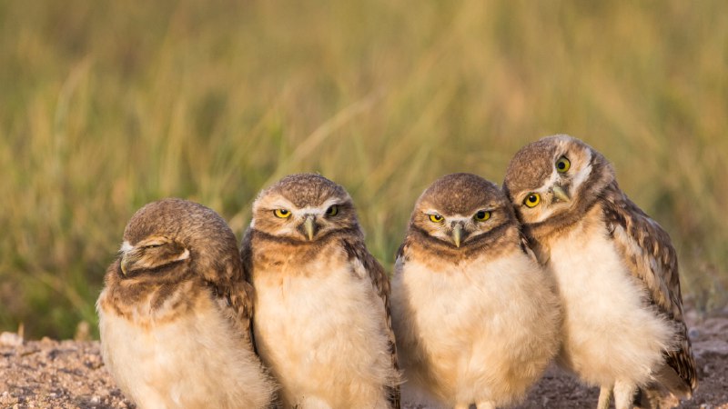 Owl be there for you!Burrowing owl chicks near a burrow, Wyoming (© Danita Delimont/Getty Images)