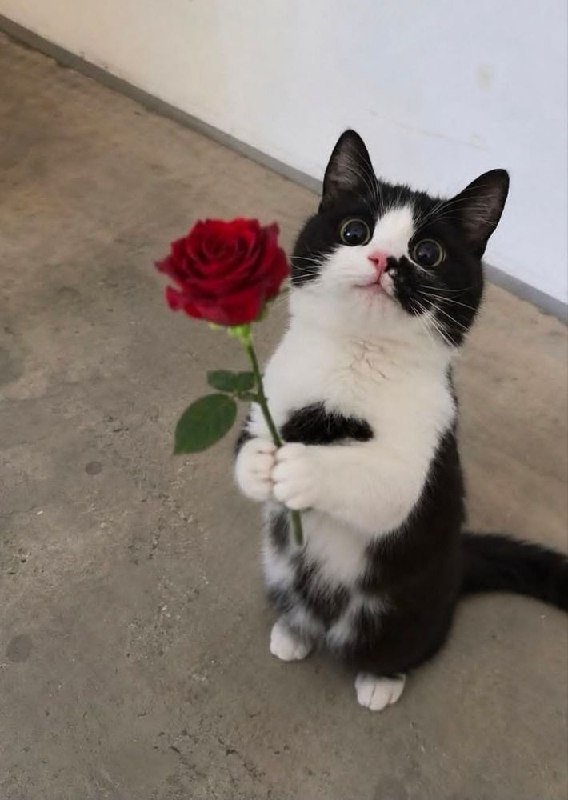 حَوّای‌ بی تو: تقدیم به تو 🥺