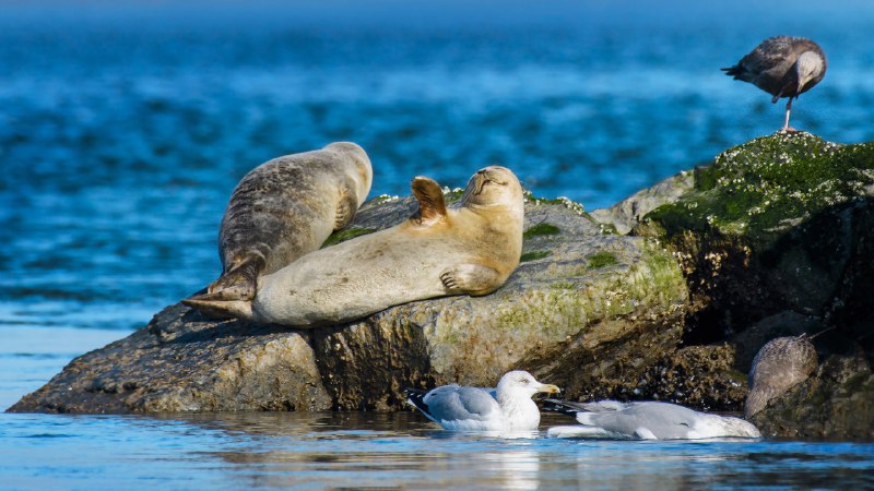 Sealed with a helloHarbor seals at Robert Moses State Park, Long Island, New York (© Vicki Jauron, Babylon and Beyond Photography/Getty Images)