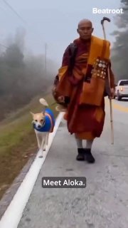Meet Aloka, the stray dog who chose peace. He has walked 2,300 miles with Buddhist monks across the US, eating, sleeping and praying with them.Did you know? 🎓