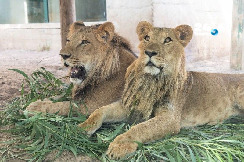 🇮🇱 "בן צור" ו"אורי", שני אריות צעירים שניצלו בשנה שעברה מסחר לא-חוקי בחיות בר - הועברו השבוע למקלט לחתולי…