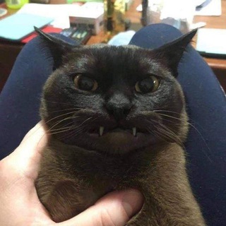 Felix Telegram Group Link