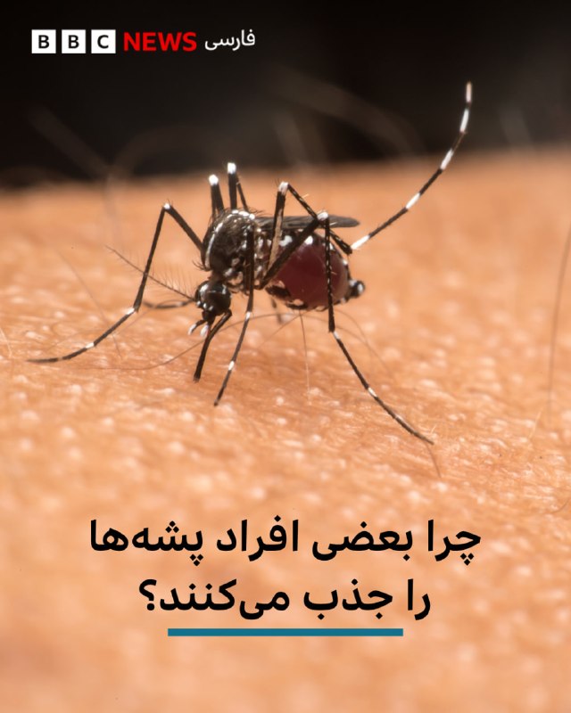 BBCPersian ✔: من پشهها را به خود جذب میکنم. تابستانها هر جای دنیا که برای تعطیلات میروم از یک نکته اطمینان دارم، بدون تردید پشهه