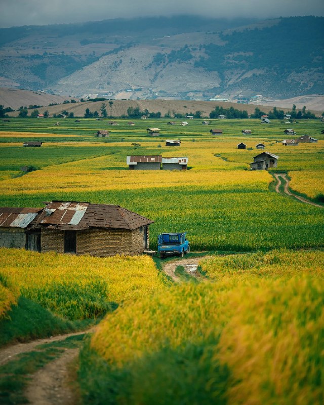 نوستالژی: اندکی قبل از برداشت برنج در مزارع مازندران همراه با نمایی از خانههای بهجا مانده از میراث شمال ایرانتابستان هزار و چهار
