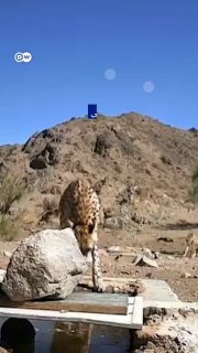 🎥 Khurshid, the Iranian cheetah, became a mother for the fourth time.