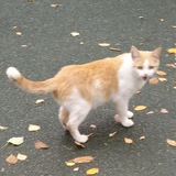 [РЕСТ] ⲧυⲭυύ ⲙяⲩⲕ 🐈
