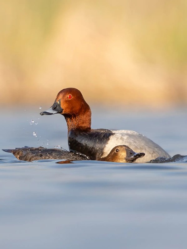 اخبارفوری و مهم: تصویری زیبا از اردک سرحنایی 🦆اردک سرحنایی یکی از زیباترین اردک‌های آبزی ایران است و نرِ آن با سر حنایی رنگ خود به راحتی 