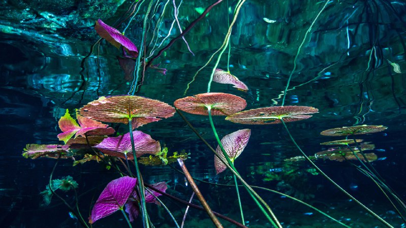 The pulse beneath the pondWater lilies at Grand Cenote, Tulum, Mexico (© Christian Vizl/Tandem Stills + Motion)