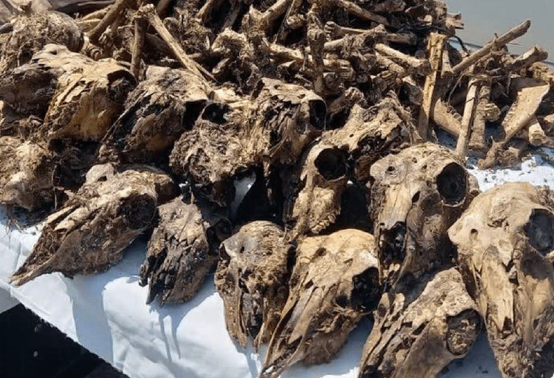 شرق: 🔺کشف ۴۱ جمجمۀ آهو از چاه آبی در شاهینشهرفرمانده انتظامی شاهینشهر: 🔹۲ شکارچی غیرمجاز که در یک سال گذشته بیشاز ۵۰ آهو ر