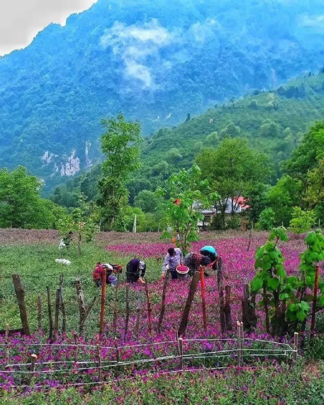 شبکه باران: 🌍یه مزرعه گل گاوزبان صورتی طور😍لوکیشن: اشکورات، گیلان #دانستنی @tv_baran