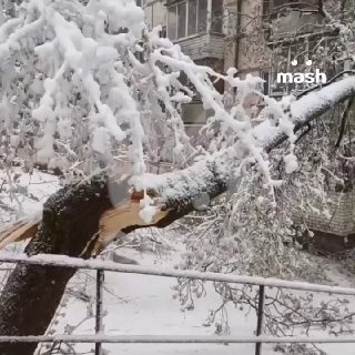 Шесть человек пострадали от падения деревьев в Московской области. По данным Mash, трое из них — подростки.У большинства тех, кто получил травмы, диагностированы ушибы головы и переломы конечностей. Все из Лыткарино, Люберец, Мытищ, Подольска и Балашихи.Ка