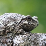 $SECRETFROG
