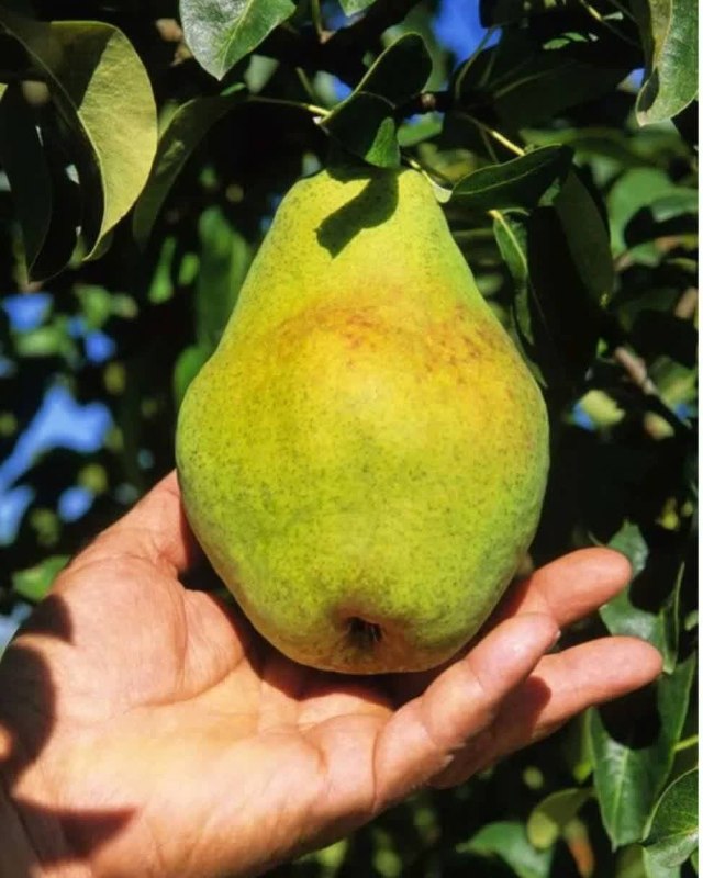 درگز آنلاین: 🍐 گلابی اسپادانا تازه و باکیفیت 🍐تازه، خوشطعم 🌿📌 قیمت: کیلویی ۱۵۰ هزار تومان 🍐 ۱ تا ۵ کیلو: کیلویی ۱۵۰ هزار تومان🍐 ۵ به