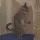 Псина Абдулиха