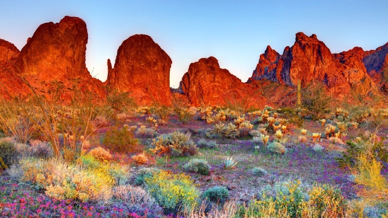 Desert, drawn wideKofa National Wildlife Refuge, Arizona (© Denis Tangney Jr/Getty Images)