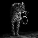 Telegram profile photo for HUNTER (الأسهم السعوديه)