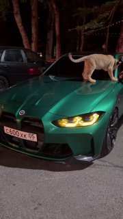 https://t.me/bmw_mpower_club