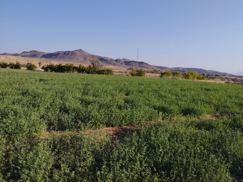 کانال خبری خورهه: 🗓️دوشنبه 1405/06/02:مطابق بررسی ها کماکان طی سه روز آینده جهت جریانات سطحی موثر بر استان شرقی می باشد ولی از شدت سرعت وز