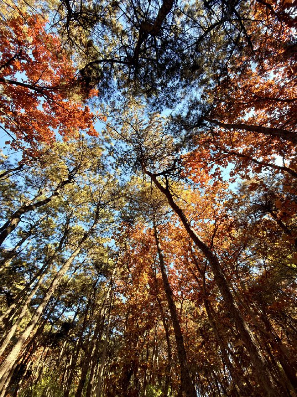 红螺寺赏秋最佳位置在橡树林红螺寺赏秋最佳位置在橡树林