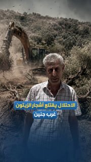 מלחמה מתמשכת על זיתים.. כוחות הכיבוש דוחסים עצי זית ואדמות בכפר זאבובה, ממערב לג'נין.