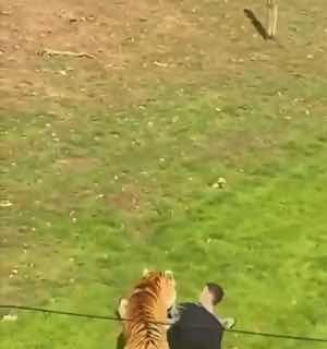 A man has died after entering a tiger enclosure at the Yorkshire Wildlife Park near Doncaster, England, where he was attacked by a tiger.