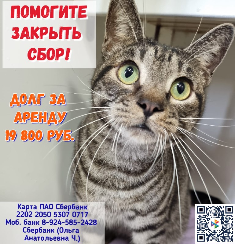 🆘 НАМ ОЧЕНЬ НУЖНА ПОМОЩЬ!
Не хватает средств, чтобы...