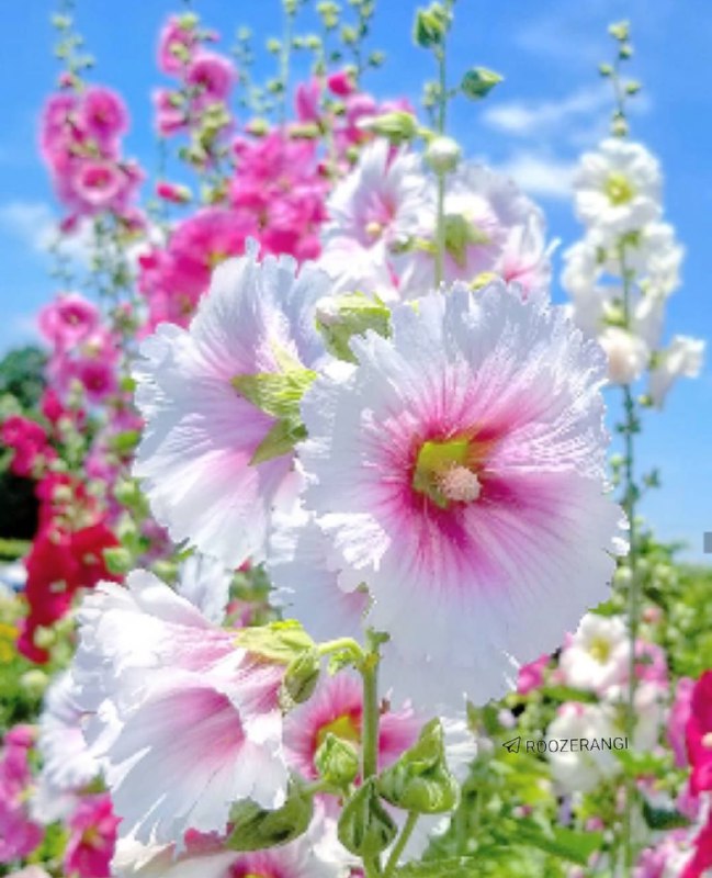 ♥️س̾ل̾ط̾ا̾ن̾ ق̾ل̾ب̾م̾ م̾ا̾د̾ر̾م̾♥️: توکل چه کلمه زیباییست"تو" و "کل"...وقتی"تو" ، "کل"را داریبه چه می اندیشی؟ناراحت چه هستی؟وقتی با کلْ هستیبا کل دنیابا کل
