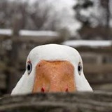 Бьелса не оценит