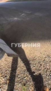 גורים ננטשו בכביש מהיר ליד חברובסק - הם מחפשים בית חדש לילדים תשעה גורים נותרו בקופסה ממש מתחת לגשר באזור א…