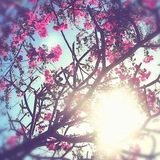 🌸 цвет0к в г0ршке🌸
